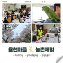 주식회사 경기에너지 | [공지] 경기 양평가볼만한곳 용천마을 농촌체험 후기 고추장만들기 앵무새교감체험 강정 만들기