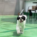 동물보육원 부천지부 | 강아지파양비용 동물보육원 입양 절차 과정과 정보