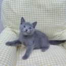 강남고양이분양 러브앤캣 | 을지로고양이분양 고민 끝 행복 시작했어요 요미독앤캣 후기