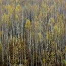 자작나무 이미지