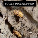 WCC.WEA 사상의 올무에 걸려든 한국교회를 보라 이미지