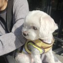 미사강변북로30번안길 | [미사 카페]화이트헤이븐커피 뷰 좋은 테라스 있음! 반려견 동반 후기