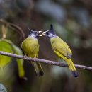 Crested Finchbill 이미지