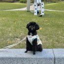 하트강아지 | [강아지 겨울 티셔츠] 부드럽고 따뜻한 하트 실내복! 아토가 매일 입는 강아지 내복 후기🐶🖤