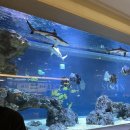 덕수린 | 수린 광교 | 수원 광교 맛집 한우 오마카세 디너 코스 내돈내산 추천