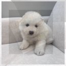 제천동물보호센터 이미지