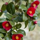 부여백제(서천) 이미지