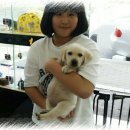 소미애견 농장 이미지