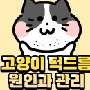 100. 고양이 정보(고양이 턱드름 원인과 관리) 이미지