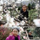 대숲소리&햇살맑은농원식품 | [봄꽃여행/봄꽃축제]매화속에 봄이 피어나다-광양매화문화축제(청매실농원)-1