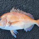 구조라위판장 이미지