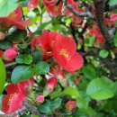 소박한 뜰 이미지