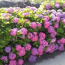 안성리 마을회관 이미지