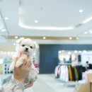 구산동 강아지 이미지