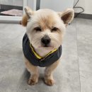 DOG깨비 강아지 미용실 이미지