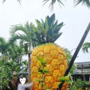 중부-현장-중부-1195 | 오키나와 파인애플파크｜아기랑 북부 가볼만한곳｜나고 파인애플농장 (티켓, 입장료, 유모차, 기념품...