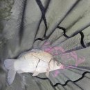 비봉 낚시터 이미지