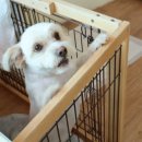 강아지는 미용빨 이미지