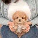 크림푸들 가족이야기 이미지