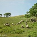 양떼목장 이미지