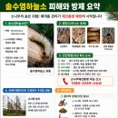 솔수염하늘소(소나무 재선충 매개체) 이미지