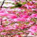 [스킨]봄풍경 이미지 이미지
