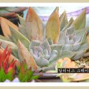 콜리스 이미지