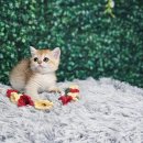 루비캣 | 루비캣 고향 기장고양이분양