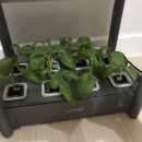 S0398 | [한샘 시티팜,식물재배기,사용후기]수경재배 로 바질페스토 만들기