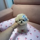 대구강아지분양 럽댕 이미지