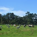 국영목장 이미지