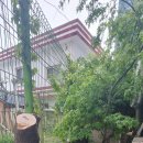 수정청과