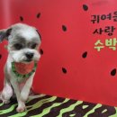 멍스베리 이미지