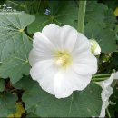 접시꽃민박 이미지