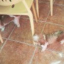 깡촌강쥐 이미지