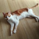 묘생역전 이미지