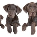 도그클럽 이미지