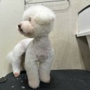 둥둥펫살롱 이미지