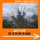 백양고 담장화단 일원 | 굵은 나무 철거 및 제거 비용