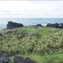 한림읍 월령리마을 이미지