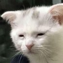 올리브약국 이미지