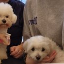 도니바니 이미지