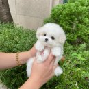 엘린퍼피 이미지