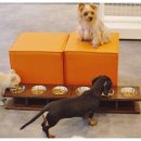 예스동물병원 이미지