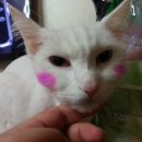 안상수동물병원 이미지