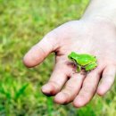 청개구리 이미지