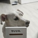 💩산책 필수템! 멍냥상회 푸푸백 배변봉투 솔직 후기(내돈내산)🐶