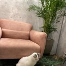 꽁띠드샤정원