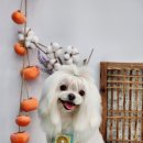 수 애견미용 이미지