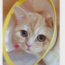 용인가축약품 | 암컷 고양이 중성화 수술, 최소절개 한땀, 용인 분당동물병원